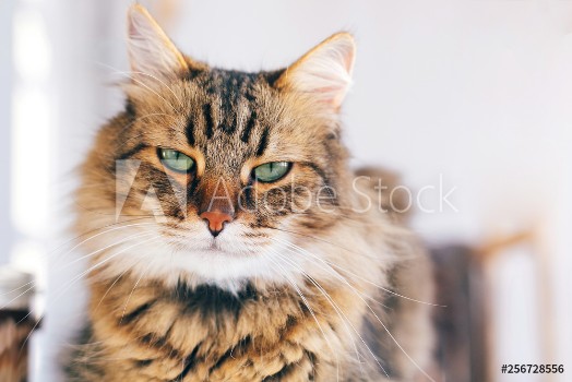 Bild på Cute cat looking angry with green eyes sitting on table Maine coon with funny emotions relaxing indoors Adorable furry friend adoption concept
